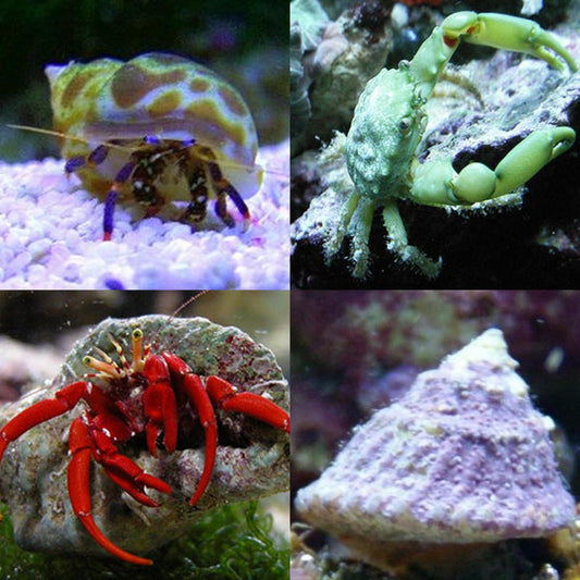 Saltwater Clean Up Crew Reef Clean Up Crew Foxy Saltwater Tropicals