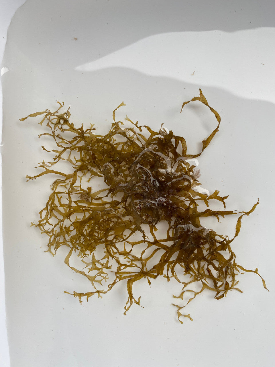 Y Branching Gracilaria