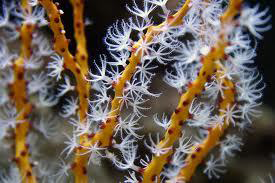 Yellow Finger Gorgonian (under 10")