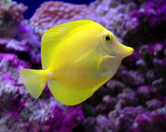 Pacific Yellow Tang