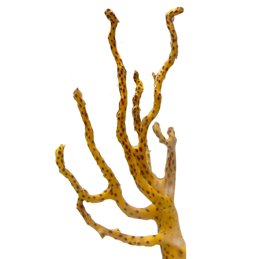 Yellow Finger Gorgonian (under 10")