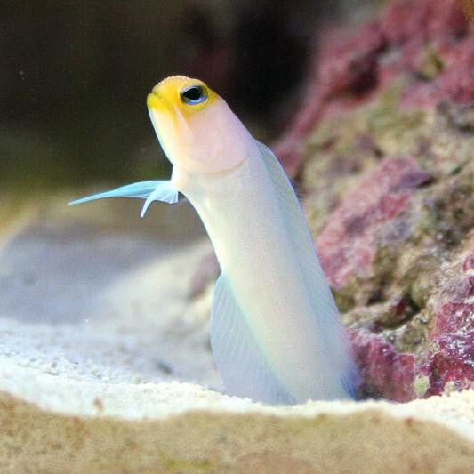 Shop Yellowhead (Pearly) Jawfish